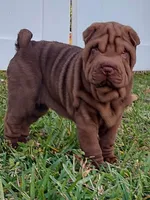 Girl, a female Chinese Shar-Pei for sale in Ellijay, GA – Photo 1 of 7