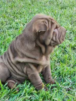 Girl, a female Chinese Shar-Pei for sale in Ellijay, GA – Photo 7 of 7