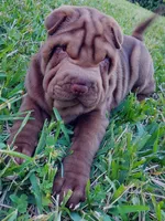 Girl, a female Chinese Shar-Pei for sale in Ellijay, GA – Photo 3 of 7