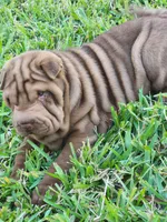 Girl, a female Chinese Shar-Pei for sale in Ellijay, GA – Photo 4 of 7