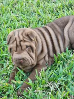 Girl, a female Chinese Shar-Pei for sale in Ellijay, GA – Photo 6 of 7