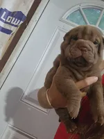 Chocolate dilute boy , a male Chinese Shar-Pei for sale in Atlanta, GA – 3 of 9