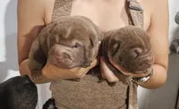 Chocolate dilute girl and boy, a male Chinese Shar-Pei for sale in Atlanta, GA – 2 of 6