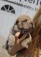 Blue girl, a female Chinese Shar-Pei for sale in Atlanta, GA – 7 of 9
