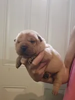 Apricot girl dark nose, a female Chinese Shar-Pei for sale in Atlanta, GA – 10 of 10