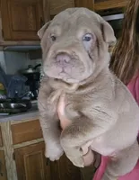 Blue girl, a female Chinese Shar-Pei for sale in Atlanta, GA – 9 of 10