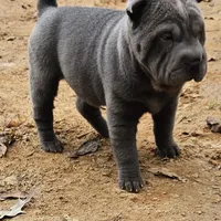 Blue lilac girl, a female Chinese Shar-Pei for sale in West Palm Beach, FL – Photo 2 of 10