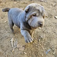 Blue lilac girl, a female Chinese Shar-Pei for sale in West Palm Beach, FL – Photo 10 of 10