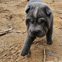 Blue lilac girl, a female Chinese Shar-Pei for sale in West Palm Beach, FL – Photo 7 of 10