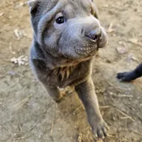Blue lilac girl, a female Chinese Shar-Pei for sale in West Palm Beach, FL – Photo 1 of 10