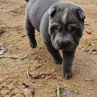 Blue lilac girl, a female Chinese Shar-Pei for sale in West Palm Beach, FL – Photo 3 of 10