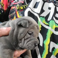 Blue lilac girl, a female Chinese Shar-Pei for sale in West Palm Beach, FL – Photo 4 of 10