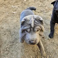 Blue lilac girl, a female Chinese Shar-Pei for sale in West Palm Beach, FL – Photo 9 of 10