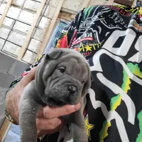Blue lilac girl, a female Chinese Shar-Pei for sale in West Palm Beach, FL – Photo 5 of 10