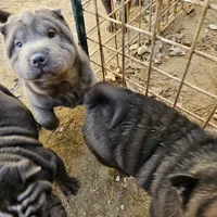 Blue lilac girl, a female Chinese Shar-Pei for sale in West Palm Beach, FL – Photo 8 of 10