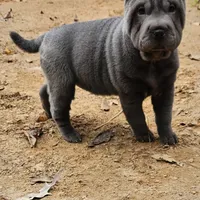 Blue lilac girl, a female Chinese Shar-Pei for sale in West Palm Beach, FL – Photo 6 of 10