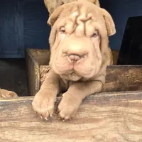 Chocolate dilute girl, a male Chinese Shar-Pei for sale in West Palm Beach, FL – Photo 4 of 8