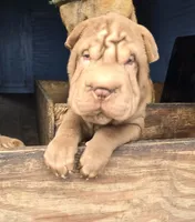 processed/f857a35f-a2db-4894-9609-5e60acbea6d5/listing/44a520a8-dbc7-408e-84f3-198ac0141707/03399906-90bc-4af3-bba1-83f01176341b