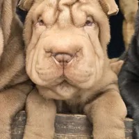 Chocolate dilute girl, a male Chinese Shar-Pei for sale in West Palm Beach, FL – Photo 2 of 8