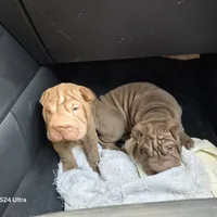 Chocolate dilute girl, a male Chinese Shar-Pei for sale in West Palm Beach, FL – Photo 7 of 8