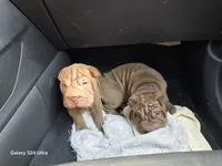 processed/f857a35f-a2db-4894-9609-5e60acbea6d5/listing/44a520a8-dbc7-408e-84f3-198ac0141707/37dd5c87-155f-4c41-9a2a-70c9ffba57ac