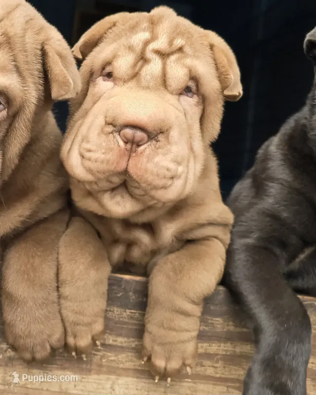 Chocolate dilute girl