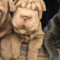 Chocolate dilute girl, a male Chinese Shar-Pei for sale in West Palm Beach, FL – Photo 1 of 8