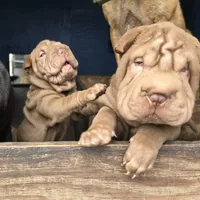 Chocolate dilute girl, a male Chinese Shar-Pei for sale in West Palm Beach, FL – Photo 3 of 8