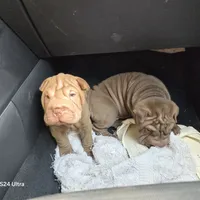 Chocolate dilute girl, a male Chinese Shar-Pei for sale in West Palm Beach, FL – Photo 8 of 8