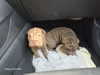 processed/f857a35f-a2db-4894-9609-5e60acbea6d5/listing/44a520a8-dbc7-408e-84f3-198ac0141707/ad2ed4c0-2cc7-40f8-8a7a-ffdacf66b6de