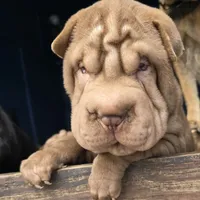 Chocolate dilute girl, a male Chinese Shar-Pei for sale in West Palm Beach, FL – Photo 5 of 8