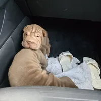 Chocolate dilute girl, a male Chinese Shar-Pei for sale in West Palm Beach, FL – Photo 6 of 8