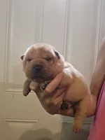 Apricot girl dark nose, a female Chinese Shar-Pei for sale in Atlanta, GA – 9 of 10