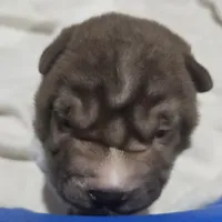 By color girl, a female Chinese Shar-Pei for sale in West Palm Beach, FL – Photo 5 of 10