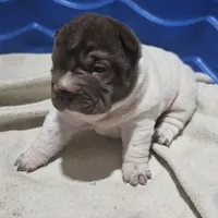 By color girl, a female Chinese Shar-Pei for sale in West Palm Beach, FL – Photo 7 of 10