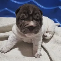 By color girl, a female Chinese Shar-Pei for sale in West Palm Beach, FL – Photo 8 of 10