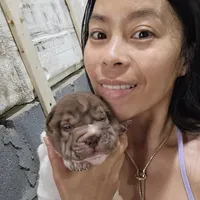 By color girl, a female Chinese Shar-Pei for sale in West Palm Beach, FL – Photo 9 of 10