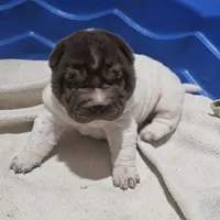 By color girl, a female Chinese Shar-Pei for sale in West Palm Beach, FL – Photo 6 of 10