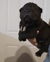 Satin black boy , a male Chinese Shar-Pei for sale in Atlanta, GA – 4 of 10