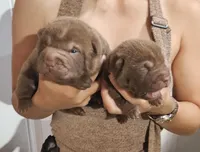 Chocolate dilute girl and boy, a male Chinese Shar-Pei for sale in Atlanta, GA – 4 of 6