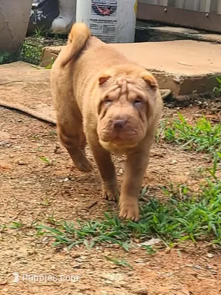 Lucy – Chinese Shar-Pei puppy for sale in Atlanta, GA
