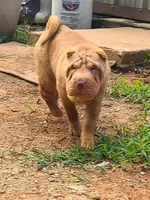Lucy, a female Chinese Shar-Pei for sale in Atlanta, GA – 1 of 10