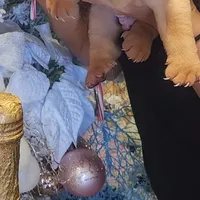 Cream apricot boy, a female Chinese Shar-Pei for sale in West Palm Beach, FL – Photo 8 of 8