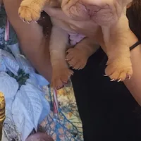 Cream apricot boy, a female Chinese Shar-Pei for sale in West Palm Beach, FL – Photo 7 of 8