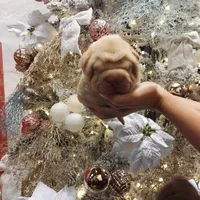 Cream apricot boy, a female Chinese Shar-Pei for sale in West Palm Beach, FL – Photo 3 of 8