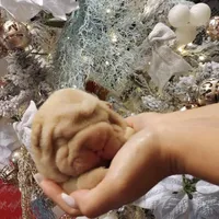 Cream apricot boy, a female Chinese Shar-Pei for sale in West Palm Beach, FL – Photo 4 of 8