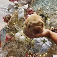 Cream apricot boy, a female Chinese Shar-Pei for sale in West Palm Beach, FL – Photo 1 of 8