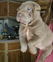 Blue girl, a female Chinese Shar-Pei for sale in Atlanta, GA – 10 of 10