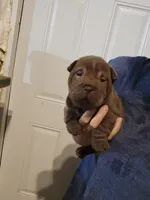 Chocolate dilute boy , a male Chinese Shar-Pei for sale in Atlanta, GA – 5 of 10