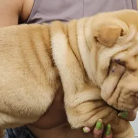 Apricot cream, a female Chinese Shar-Pei for sale in West Palm Beach, FL – Photo 2 of 7